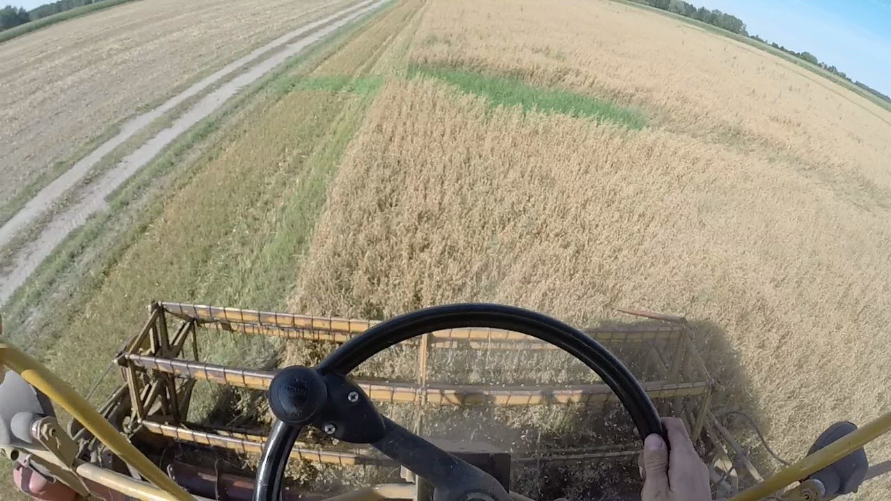 Tniemy owies! Cięcie oczami kombajnisty Bizon z056!