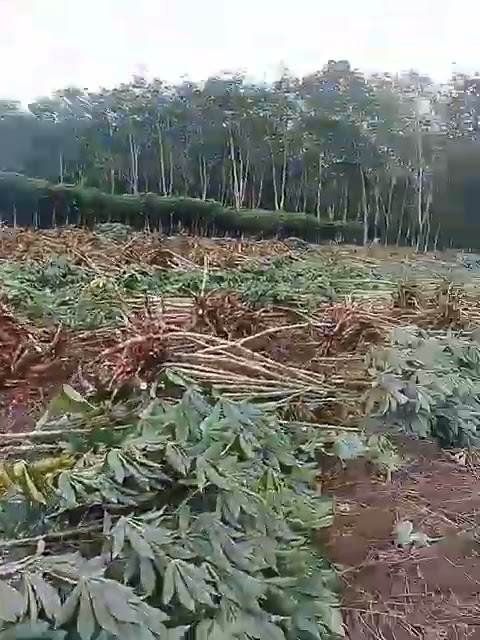 #panen singkong celeng umur 3 bulan@