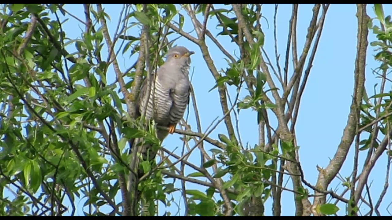 Koekoek, Cuculus canorus, Common Cuckoo, Kuckuck, Kangkok Erasia ...