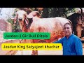 World best gir breederjasdan king satyajeet khacharjasdan 1 gir bull ki ditels girbullgirnandi