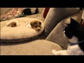 Cat meeting the puppies for the first time.