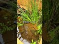 ビオトープ15年目の春　#ビオトープ #メダカ #庭池 #両生類　#日本淡水魚