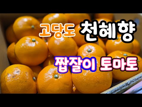 가정용 천혜향9kg. 3kg  짭짤이 토마토 생방송