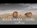 Masai Mara Lions Safari with Klaus Tiedge