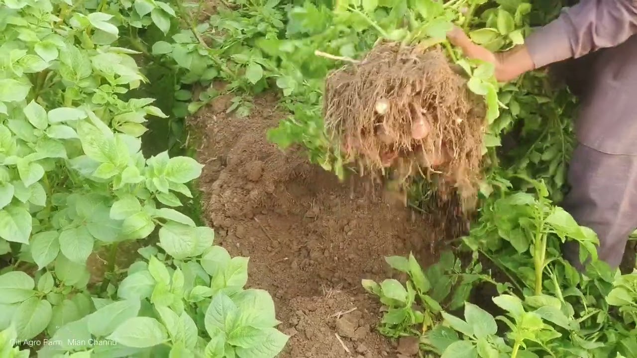 Potato 🥔 variety Ruby Red. 62 days crop. Gill Agro Farm Mian Channu. 03007923223