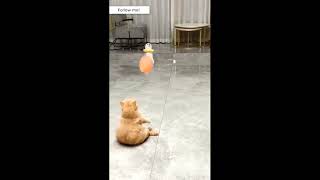 A FUNNY VIDEO / СМЕШНОЕ ВИДЕО / FUNNY ANIMALS / ОЕНЬ СМЕШНЫЕ ЖИВОТНЫЕ#funnyvideo #shortvideo #funny