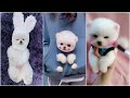 Tik Tok Chó Phốc Sóc Mini 😍 Funny and Cute Pomeranian #118