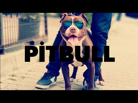 Kaslı Pitbull