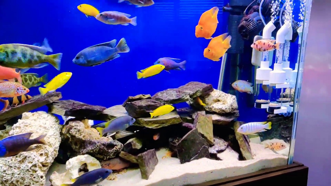 Egg tumbler African Cichlid Day one YouTube