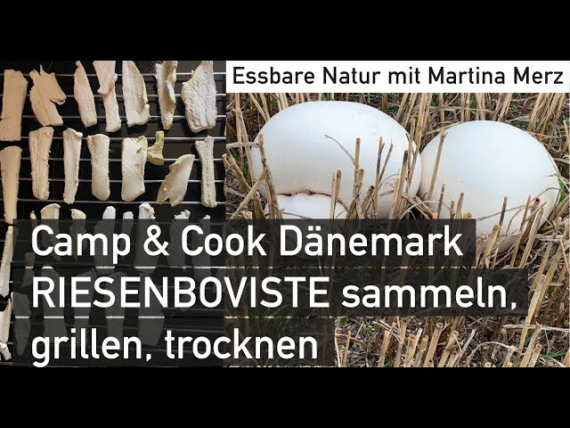 Riesenboviste aus Dänemark: sammeln, trocknen, grillen, Camp & Cook September