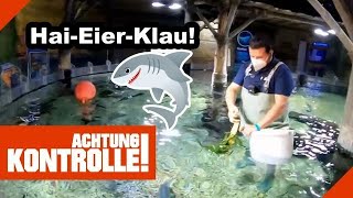 Hai-Eier-Klau! ? Aquarium-Pflege im SEA LIFE! |1/2| Kabel Eins |Achtung Kontrolle