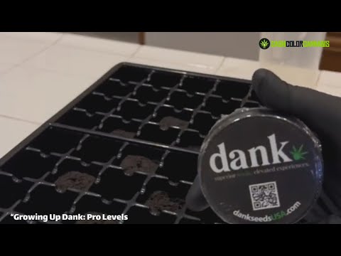 Growing Up Dank: Pro Levels