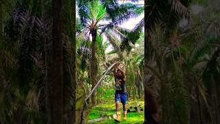 How To Harvest Palm Fruit From Large Palm Treesviralshortfishingpalmtreesmalaysiafruit