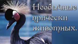 Игра матушки природы- необычные прически животных . Игра матушки природы- необычные прически животных .