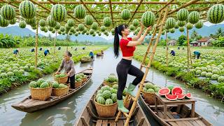 Harvesting Watermelons, Dragonfruits, Bananas, Curcumbers Go To Countryside Market Sell