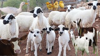 Farm, sheep, oh my sheep, goat, cow, little goat, chicken, animal sound