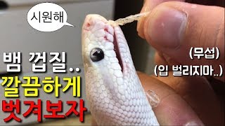 (ball python) Can't snakes get away? Let's peel off the skin! It's dangerous, so be careful!