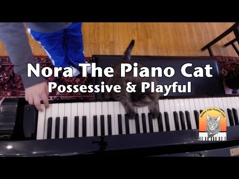 Nora The Piano Cat: Possessive & Playful