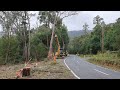 Tree Removal 3