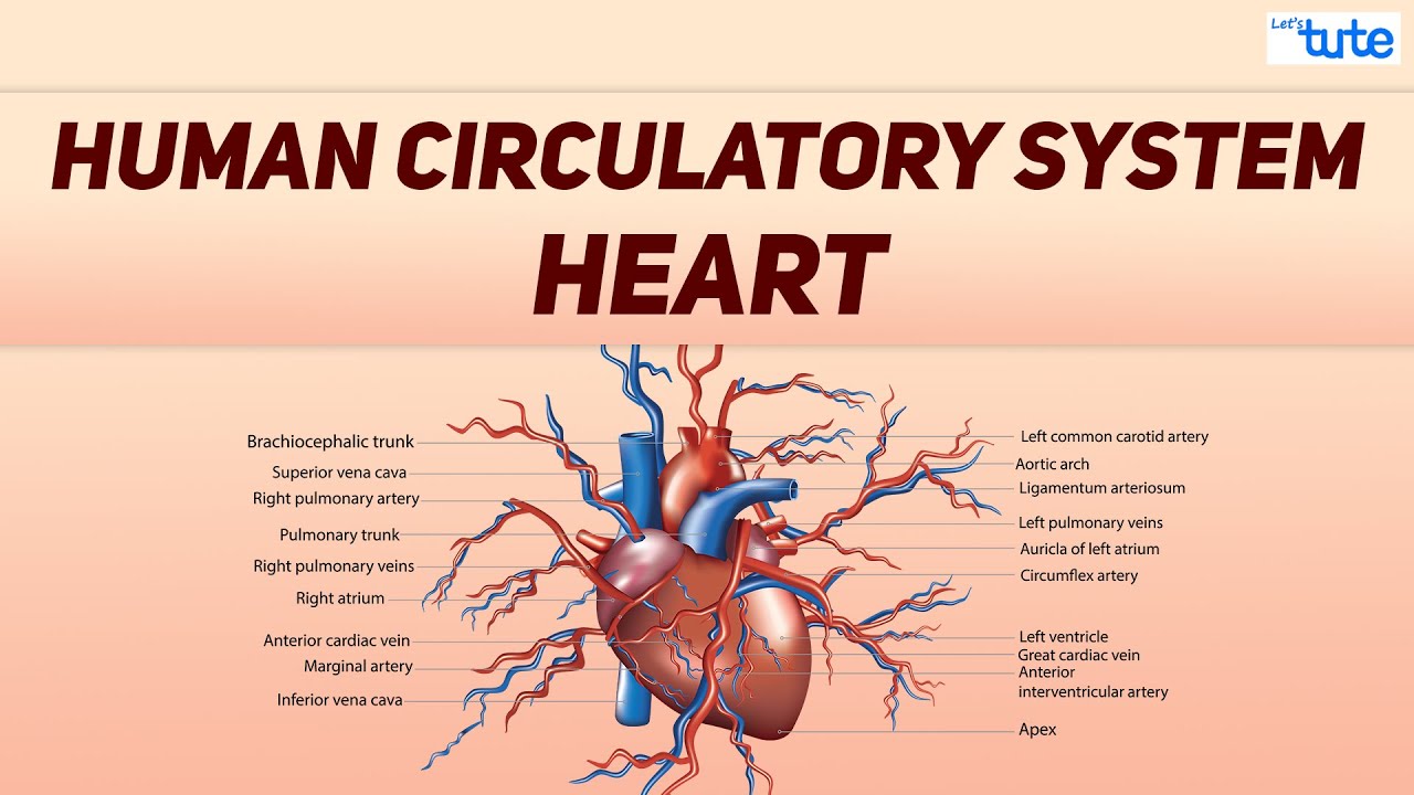 What is Human Circulatory System? | Human Heart Circulation System | Biology | Letstute - YouTube