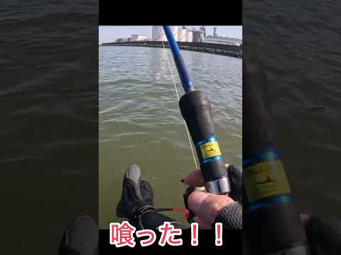 養老川サップフィッシング！#サップフィッシング#養老川#養老川釣り#シーバス#チヌ#マゴチ