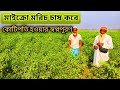 মাইক্রো মরিচ চাষ করে লাভবান এই চাচা। Micro chilli Farming is profitable business.