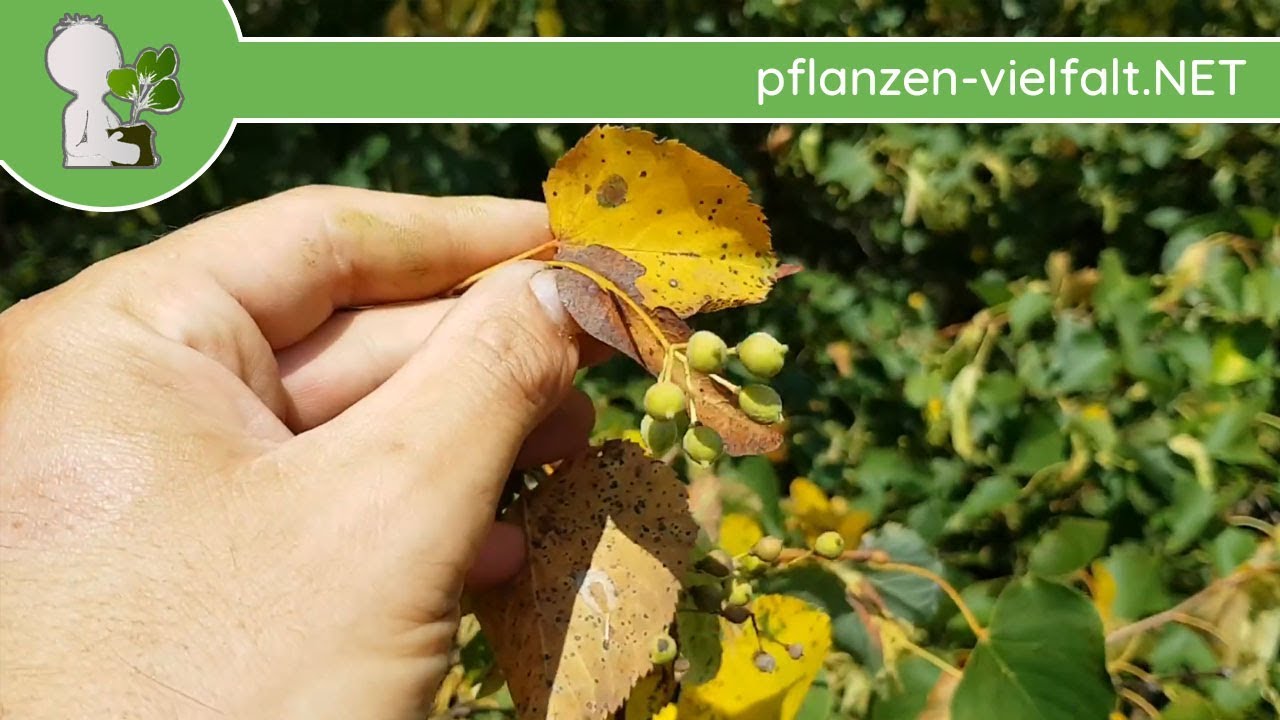 🌳Linde 🌳Ein Wald entsteht 🌱 vom Kern zum Baum Teil1