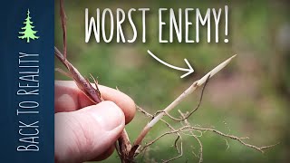 Ruth Stout's Worst Enemy (rhizomatous grass in a deep mulch garden)