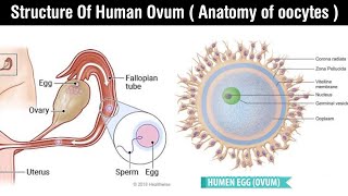 structures of ovum | anatomy of human ovum | in Hindi