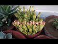 How to grow and propagate stapelia variegata carrionflower starfish succulent plant