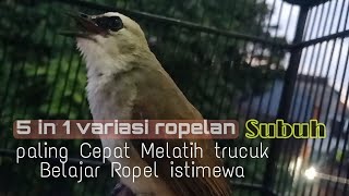variasi ropel waktu subuh untuk pancingan trucukan belajar ropel, 100% ampuh, pasti nyaut ikut ropel