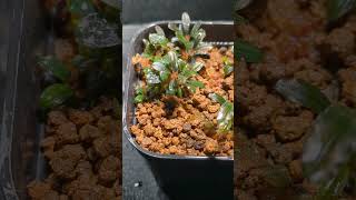 Bucephalandra sp. Red Mini Phantom 　〜育成記録1〜