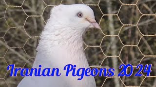 Иранские  Голуби  2024 ( Iranian Pigeons 2024)