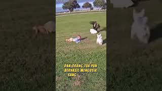 Elang Menyambar Bayi, Anjing Kecil Jadi Pahlawan!