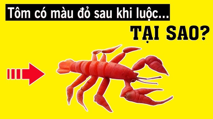 Tại Sao Tôm Luộc Có Màu Đỏ? Khám Phá Bí Quyết Và Lợi Ích Dinh Dưỡng