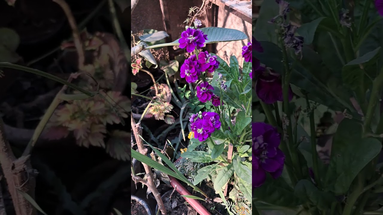 Purple hoary stock flowers @Matthiola incana #flowers #stockflowers #musicsong