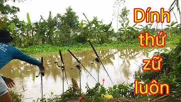 Câu Cá Tra Sông Mùa Nước Nổi - Cá Ăn Liên Tục Cái Kết Và Rồi… | Fishing - Miền Tây