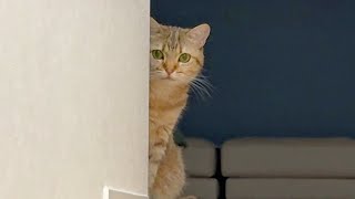 幸猫 🐱幸猫～sachineko～🍀🌈✨️ (@sachineko358) • Instagram