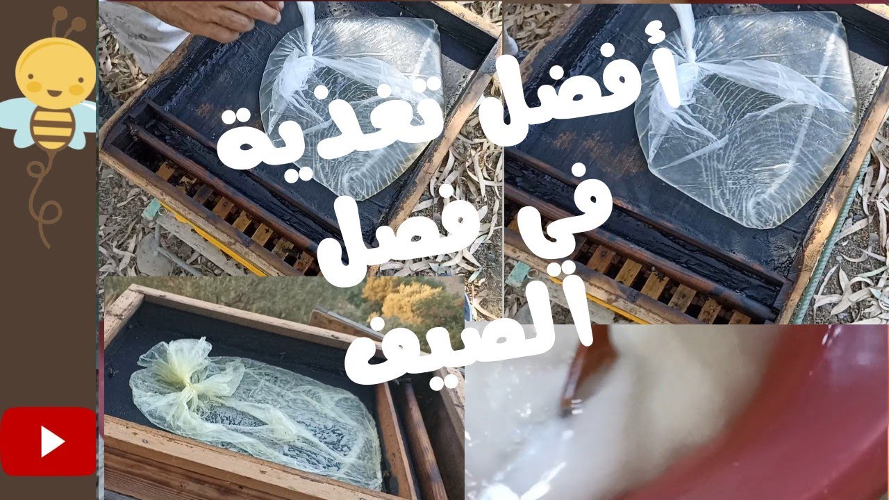 أفضل التغذية  النحل في فصل الصيف/الجزء الاول / @beesandhoney