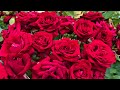 【4K】遅咲きのバラが満開♪京成バラ園 2023年5月26日 Keisei Rose Garden