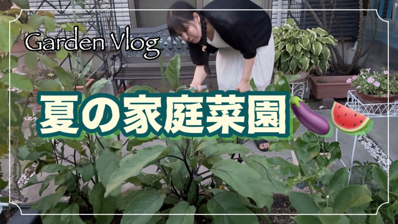 スイカに挑戦！遅植えだけど収穫まで頑張るぞ！【家庭菜園記録】