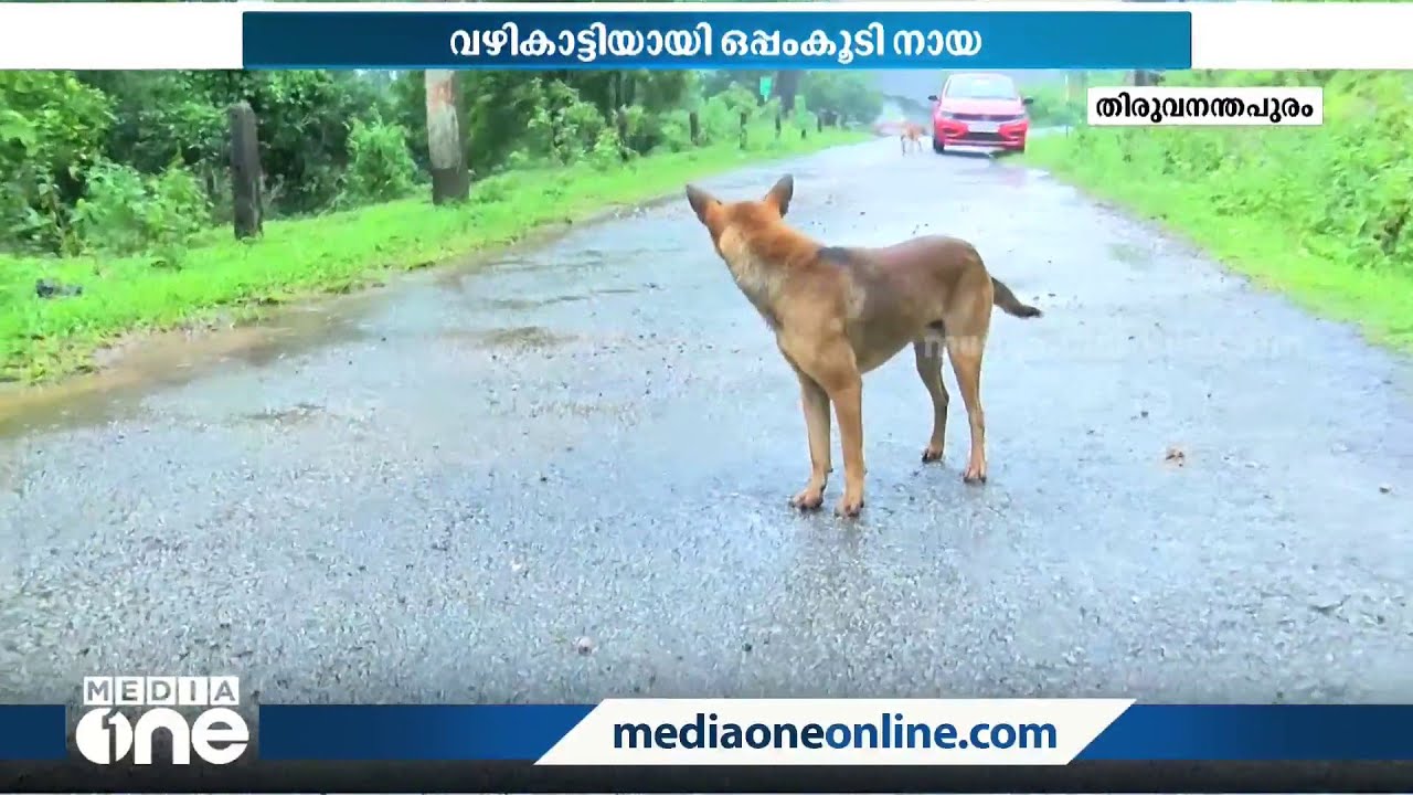 'നായയോളം സ്‌നേഹം മറ്റാർക്കുണ്ട്': മീഡിയവൺ സംഘത്തിന് വഴികാട്ടിയായി കൂടെ കൂടിയ നായയുടെ കഥ...