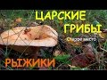 Царские грибы.Рыжики.Тихая охота