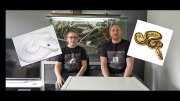 Welcome to Bristol Balls! Part 2 of our Ball Python collection.