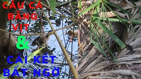 Câu vịt (Nhấp cá lóc) những pha táp giữ dội của loài cá hung giữ và cái kết bất ngờ.