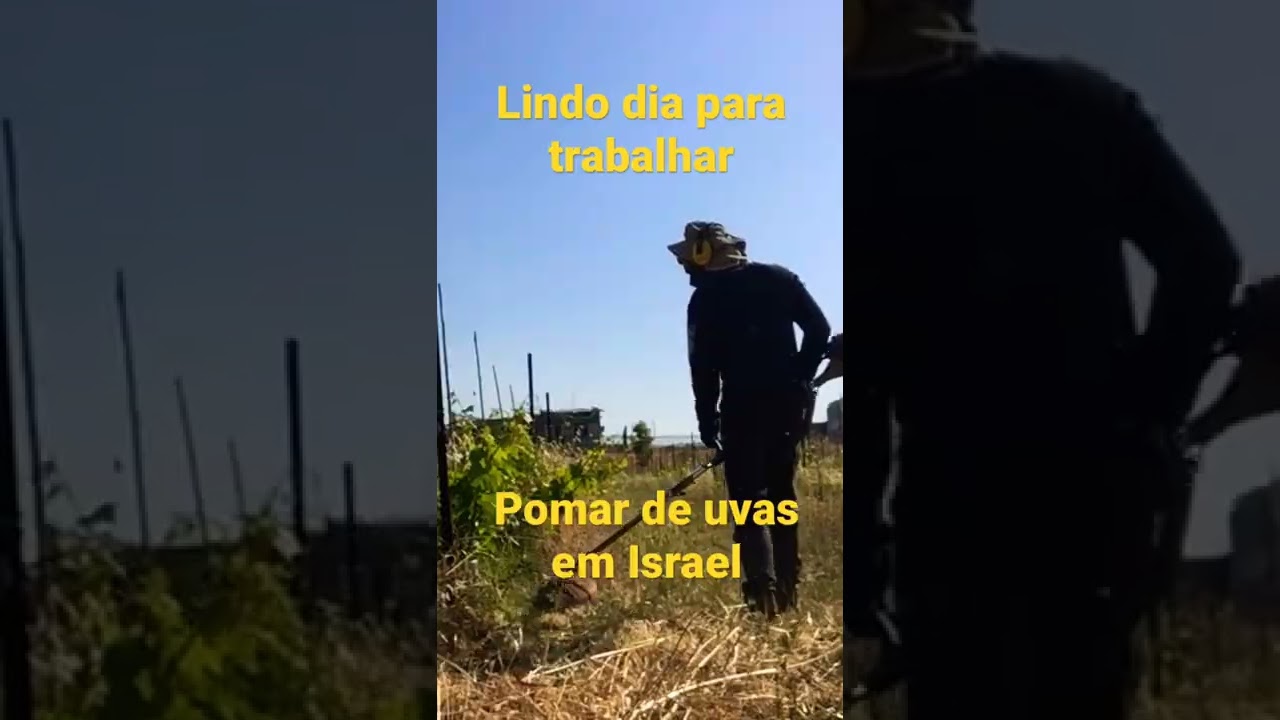 Roçando pomar de uvas em Israel