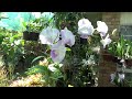 Цветение Осенних Орхидей L. anceps метровые цветоносы! Катлеи и дендрофалы, полив ванд