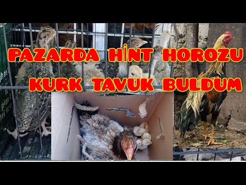 TAVUK PAZARI TAVUK FİYATLARI. HİNT HOROZU VE HİNT GURK TAVUĞU SATTIK.