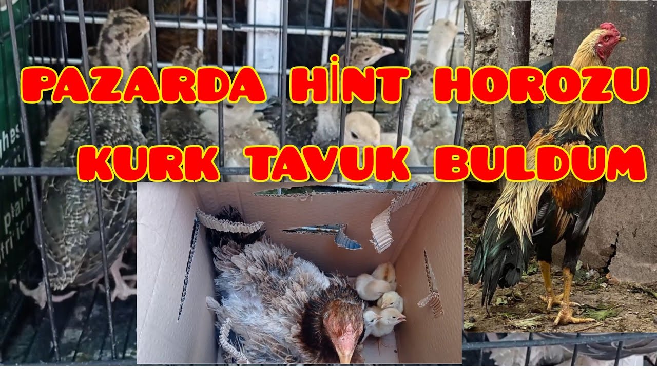TAVUK PAZARI TAVUK FİYATLARI. HİNT HOROZU VE HİNT GURK TAVUĞU SATTIK.