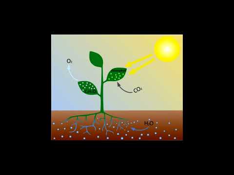 طريقة التغذية للنباتات